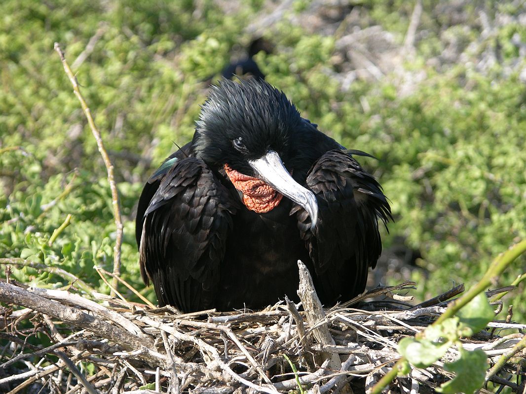 Galapagos 7-2-04 Genovesa Darwin Bay Male Great Frigatebird